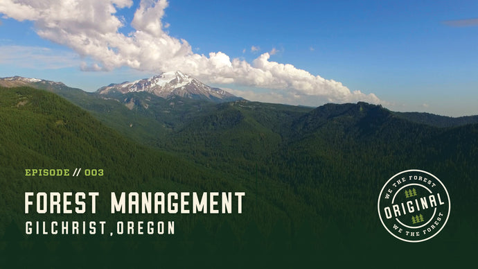 We The Forest: “Forest Management" | Gilchrist, OR