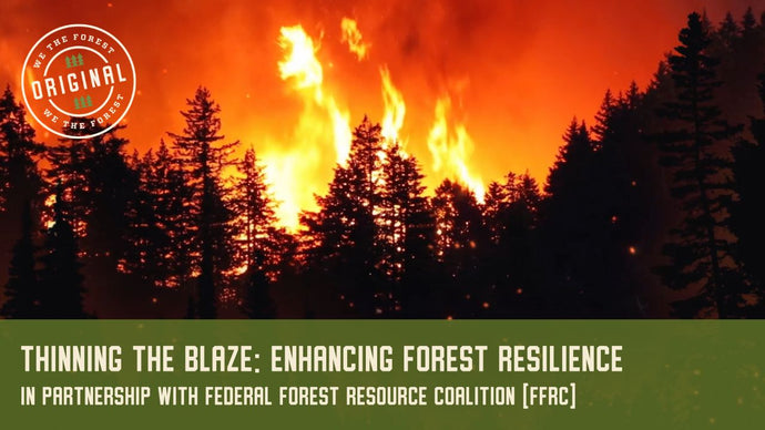 Thinning the Blaze: Enhancing Forest Resilience